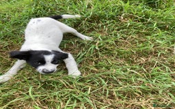 Mixed Breed dogs for sale: Border collie cross puppies  - Image 11