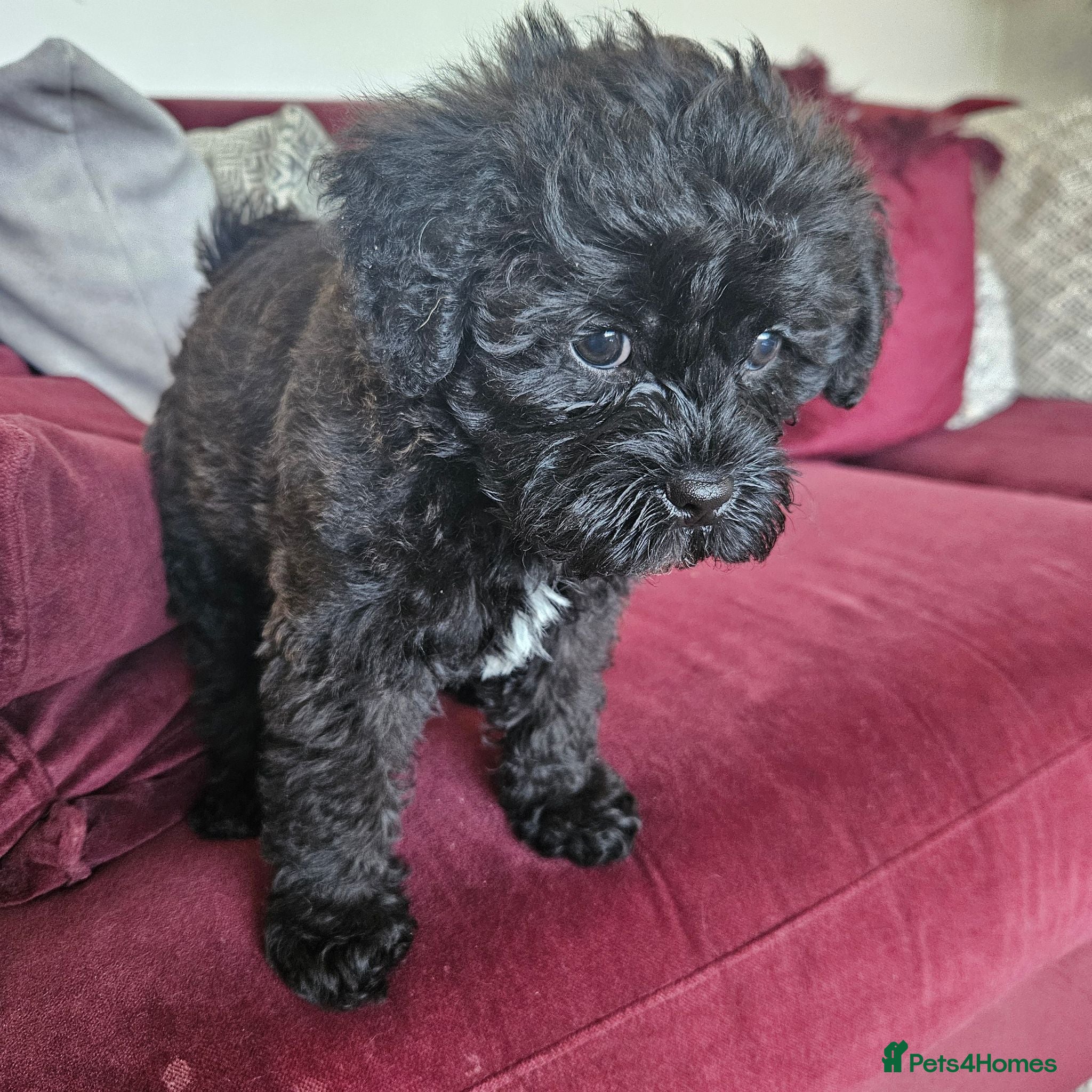 Shihpoo dogs Shiphoo puppies in Devon - Advert 5