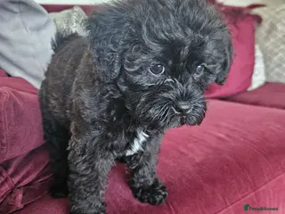 Shihpoo dogs Shiphoo puppies in Devon - Advert 5