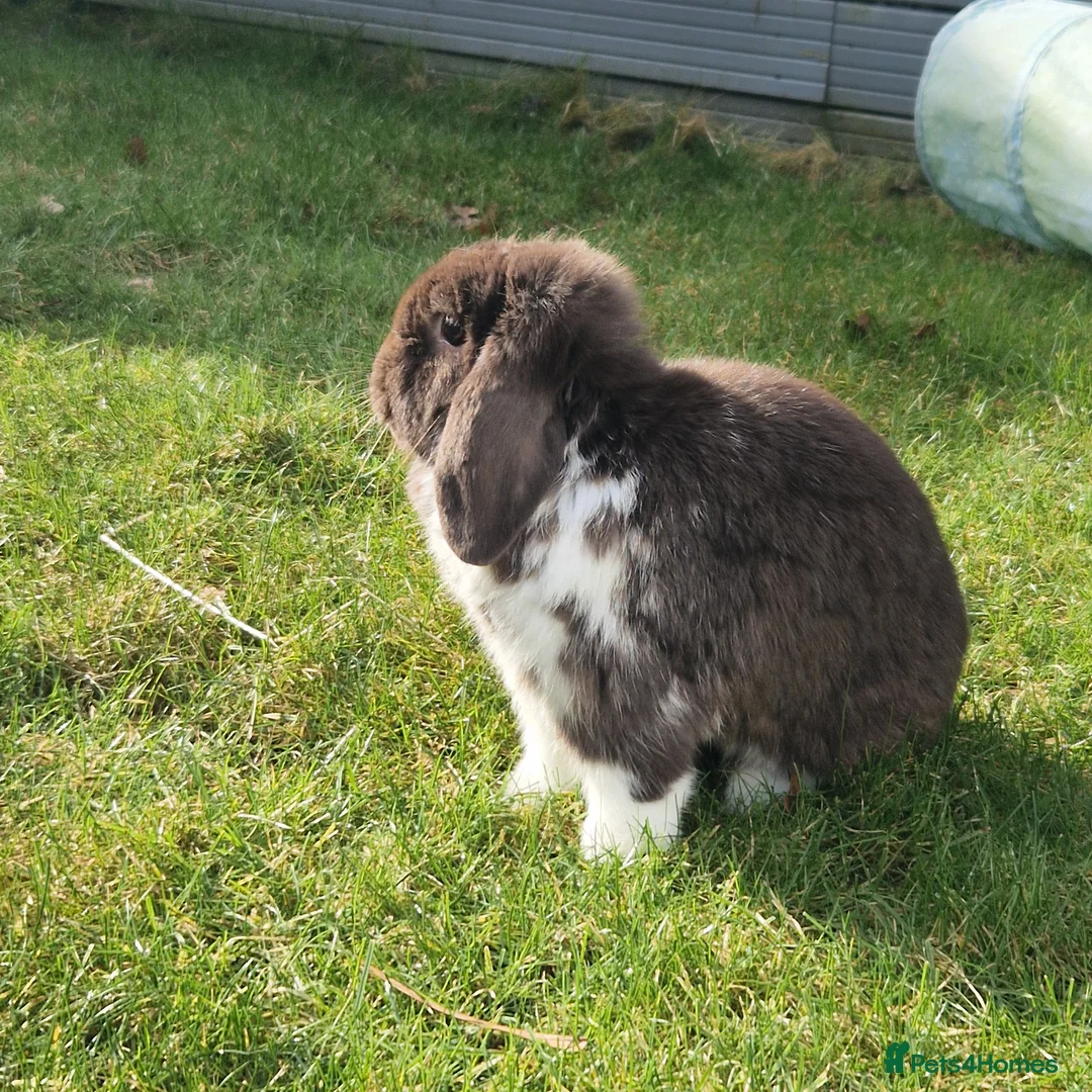 Dwarf Lop rabbits for sale: Beautiful miniature lop rabbit  - Advert 2