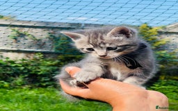 Mixed Breed cats for sale: Four Little Pawsomes Looking for Forever Homes!  - Image 4