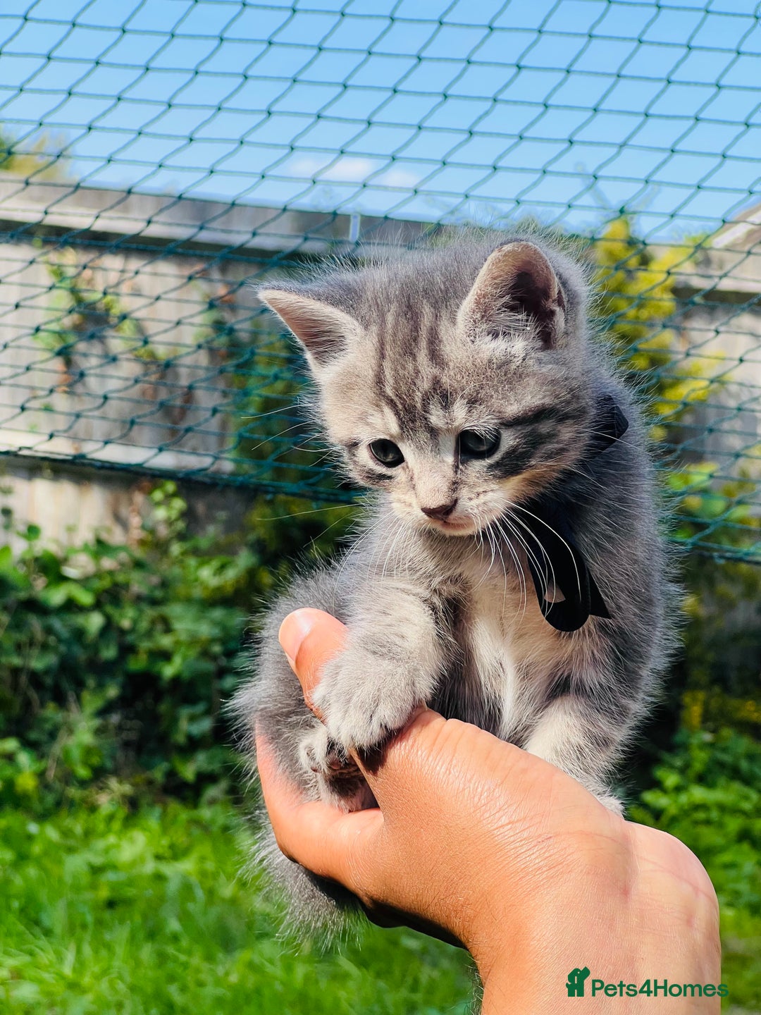 Mixed Breed cats for sale: Four Little Pawsomes Looking for Forever Homes!  - Image 4