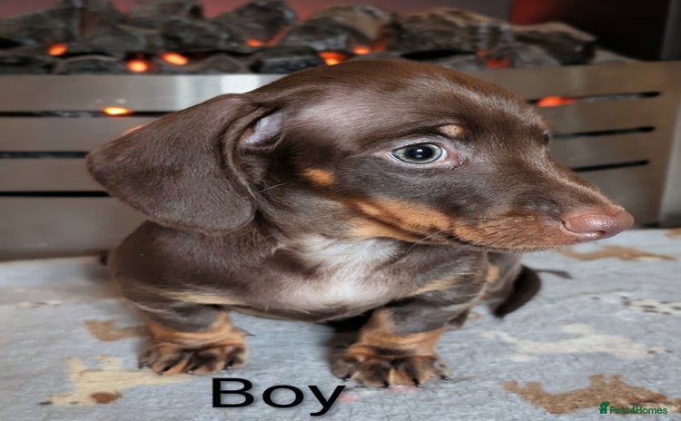 Miniature Dachshund dogs - Advert 8