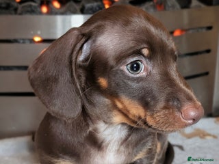 Miniature Dachshund dogs - Advert 3