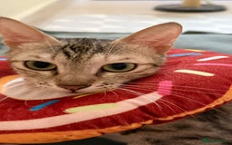 Mixed Breed cats for adoption: STORMY - LAPCAT GIRL SPAYED - likes 2be single cat - Image 5
