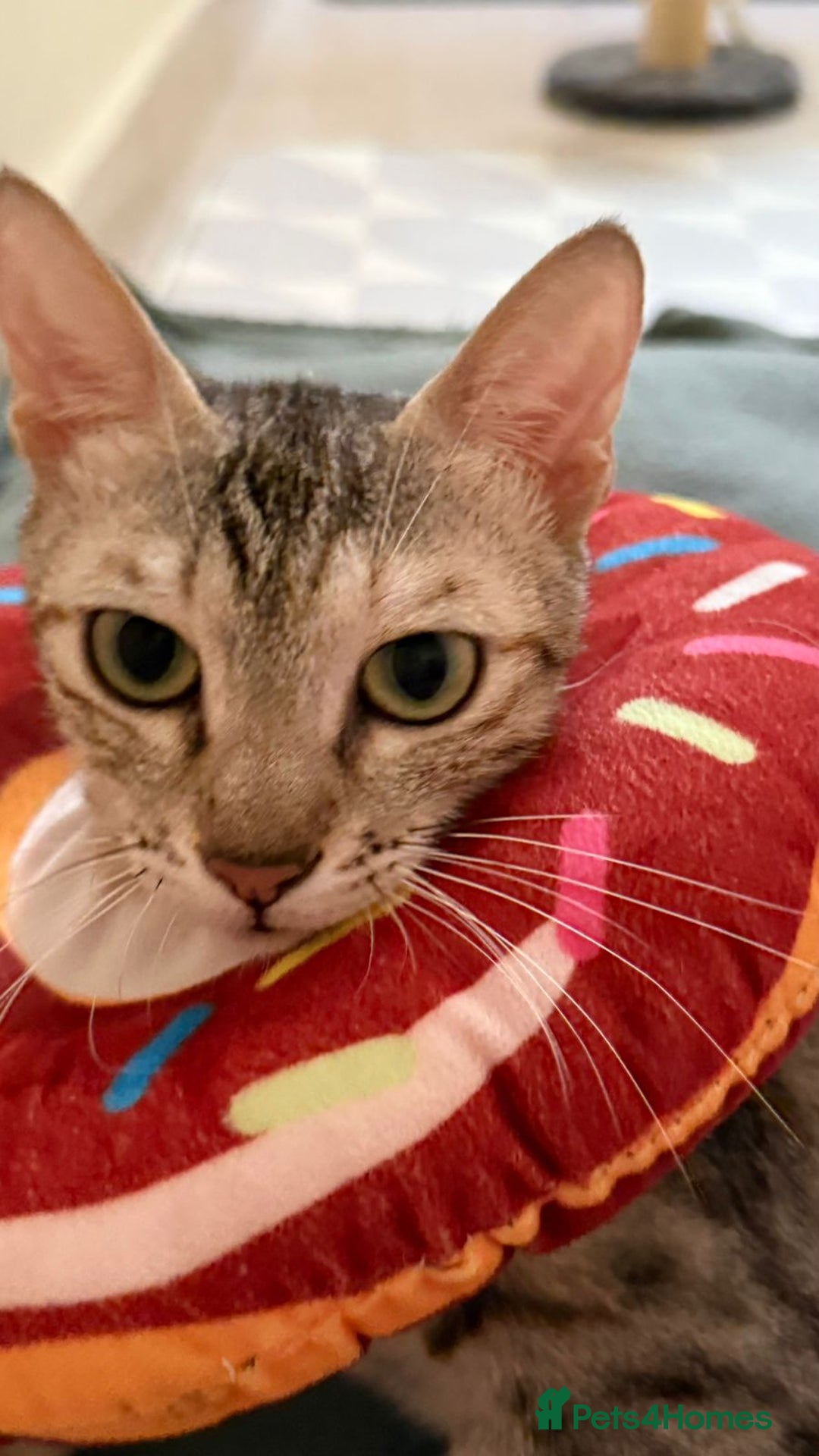 Mixed Breed cats for adoption: STORMY - LAPCAT GIRL SPAYED - likes 2be single cat - Image 5