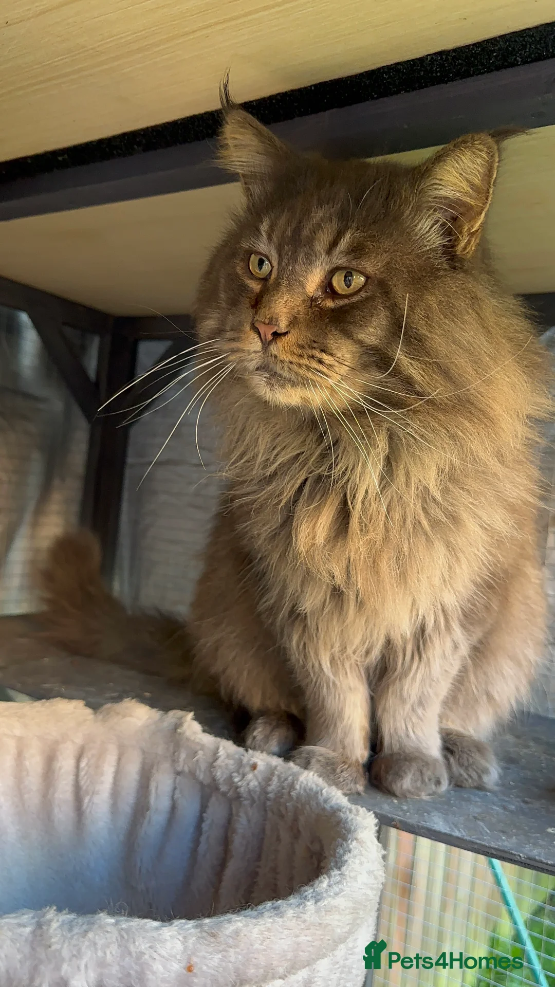 Maine Coon cats for sale: Huge TICA ACTIVE CHAMPIONSHIP BREEDING MALE - Advert 13