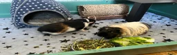 Guinea Pig rodents for sale: 2 baby male Guinea pigs  - Advert 5