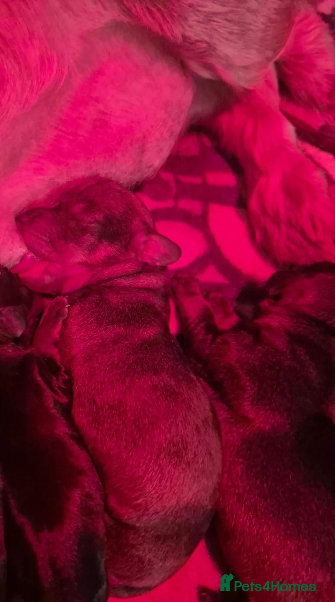 Miniature Dachshund dogs for sale: Wire haired Miniature dachshunds  in Shrewsbury - Advert 8