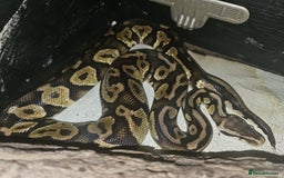 Python Snake reptiles for sale: 12 Rescue Royal Pythons For Sale - Image 3