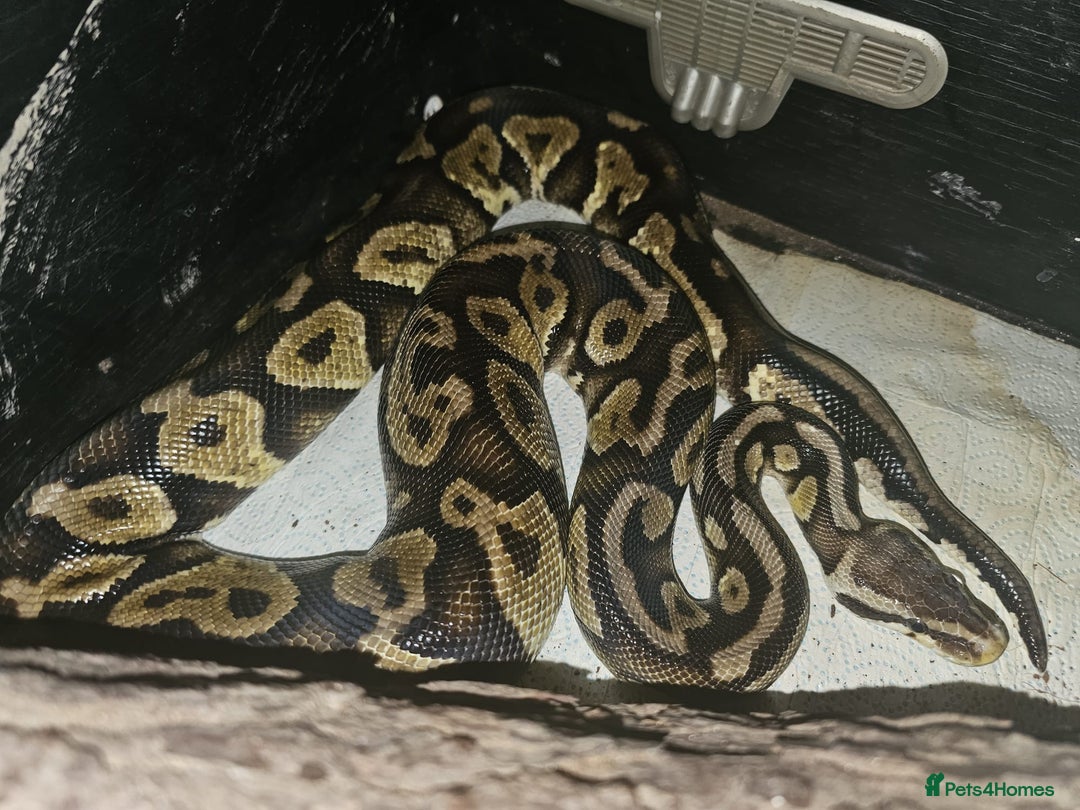 Python Snake reptiles for sale: 12 Rescue Royal Pythons For Sale - Image 3