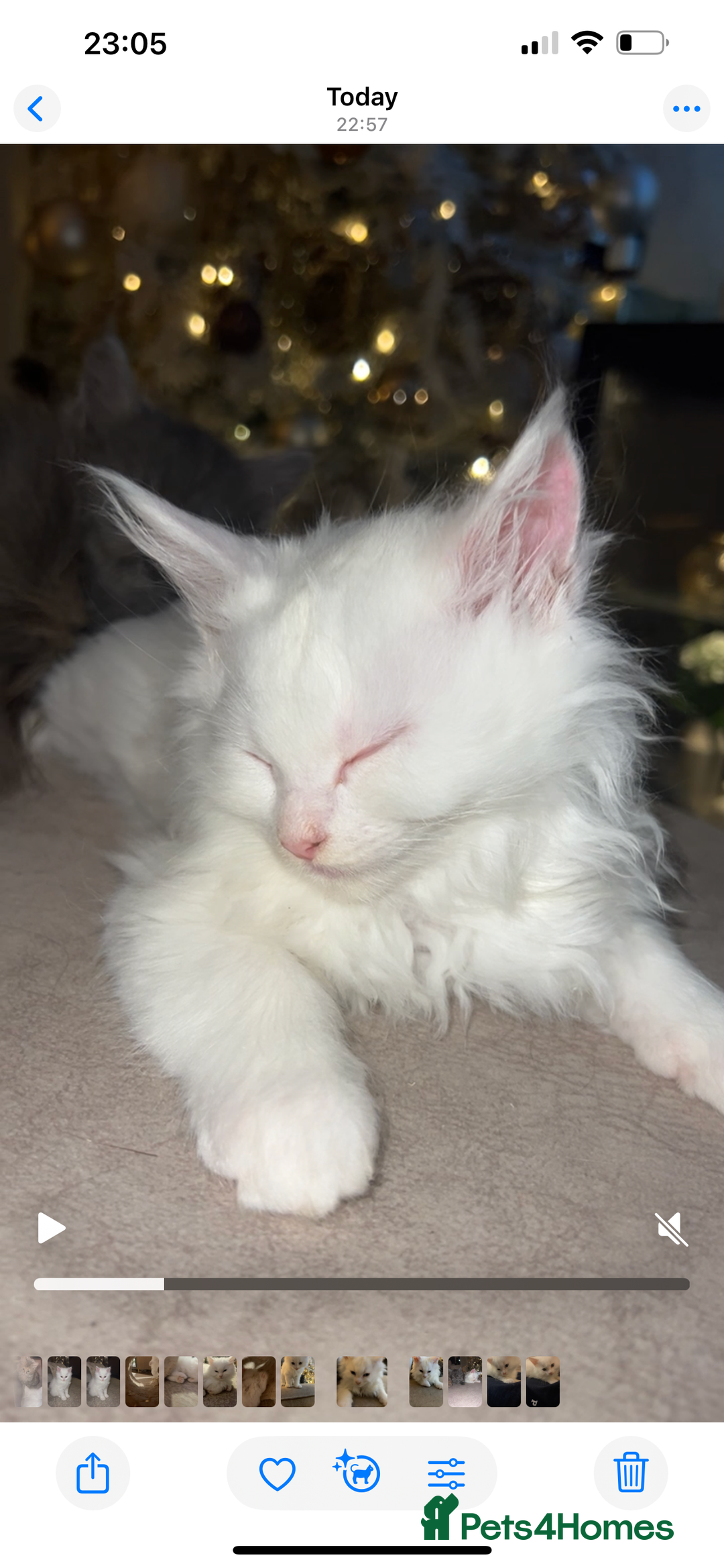 Maine Coon cats for sale: Stunning white and smoke Xl Maine coons (odd eyes) - Advert 34