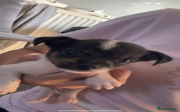 Jack Russell dogs for sale: Jack Russell  - Image 21