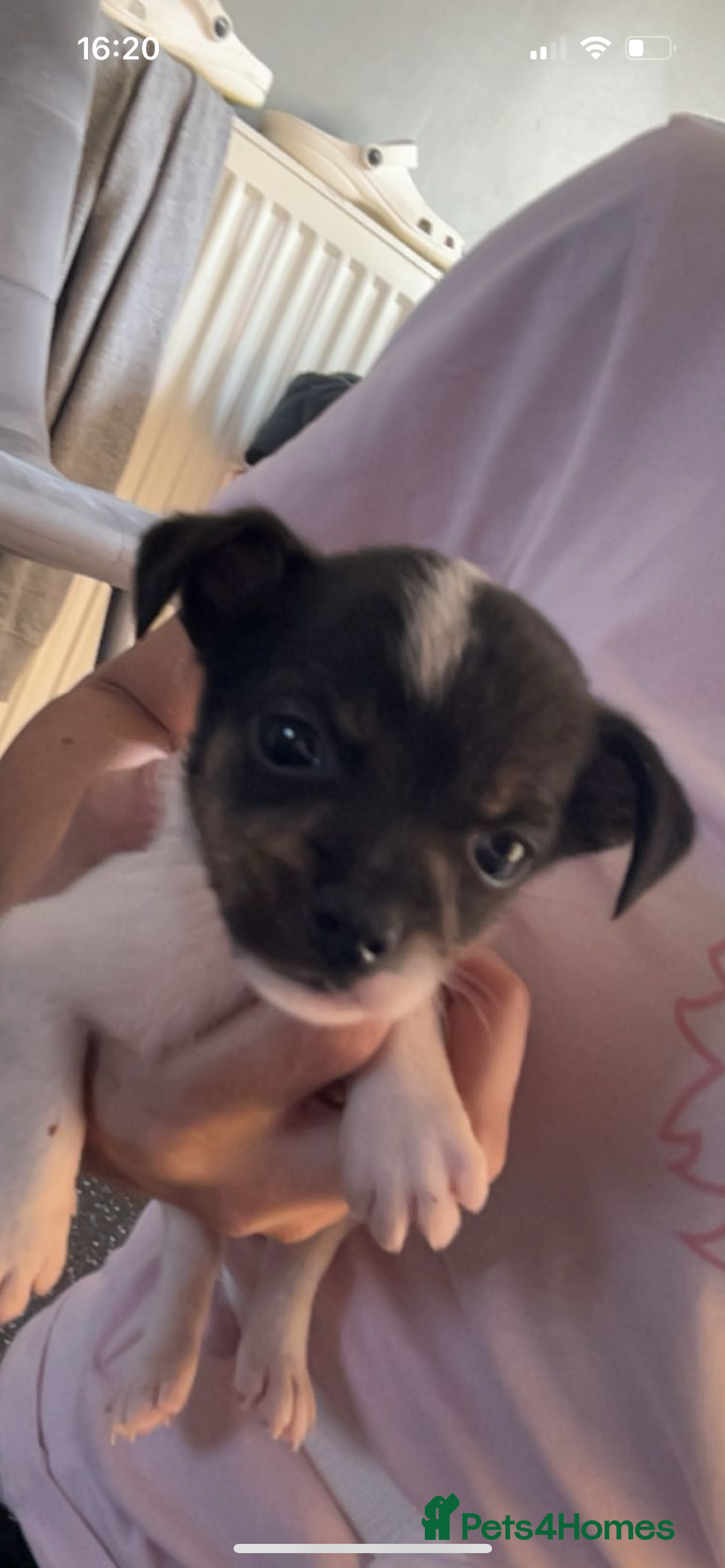 Jack Russell dogs for sale: Jack Russell  - Image 21