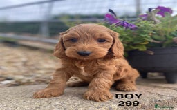 Cockapoo dogs for sale: 1 COCKAPOO BOY AVAILABLE! - Image 10