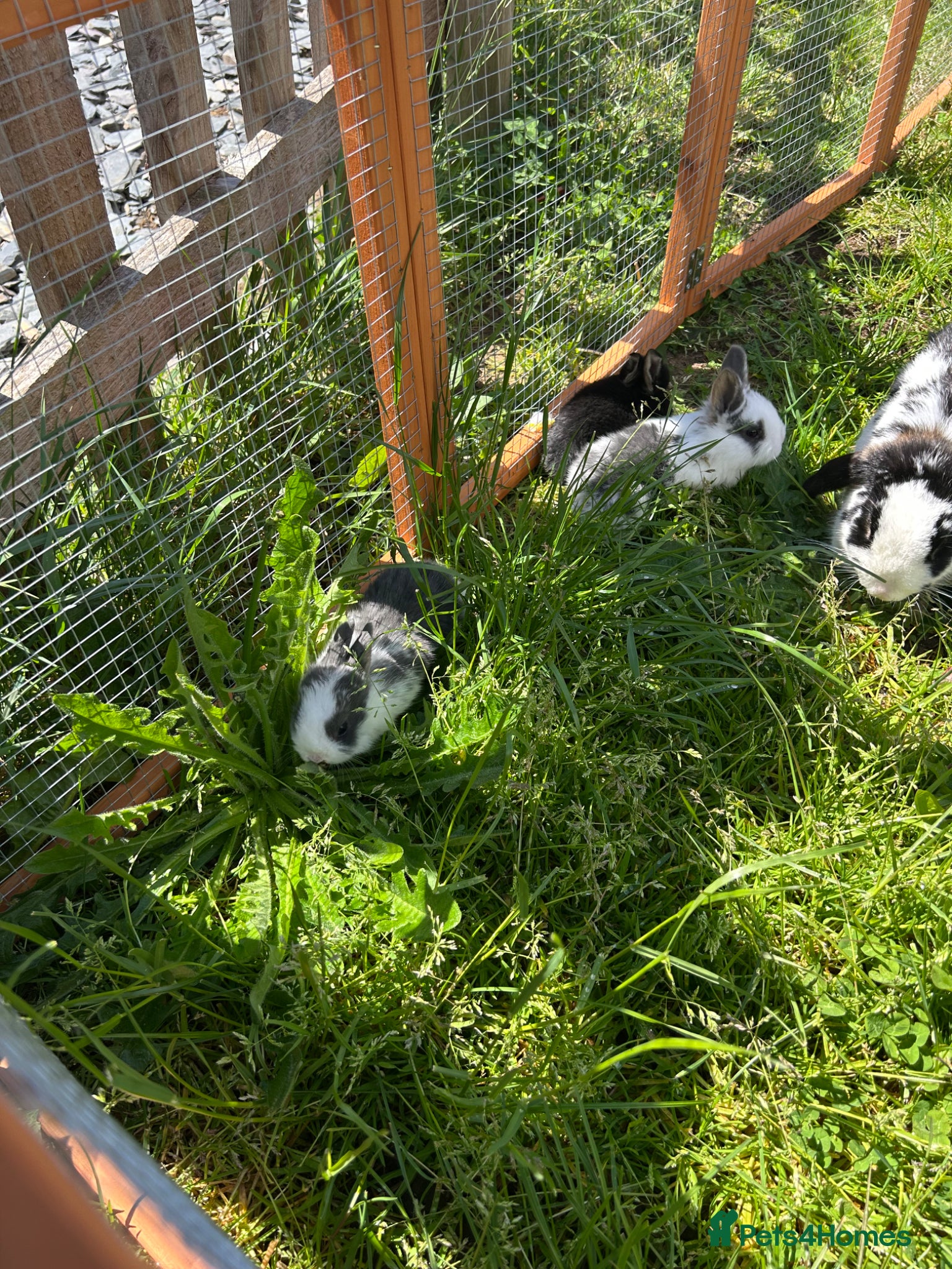 Mixed Breed rabbits bunnies  - Advert 7