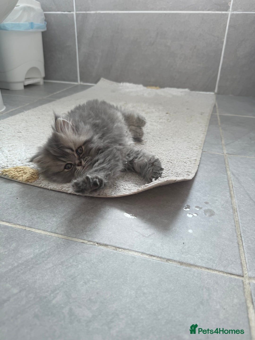 Persian cats for sale: Blue persian kitten  - Advert 8