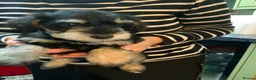 Schnoodle dogs for sale: Happy confident Schnoodle puppies  - Advert 29