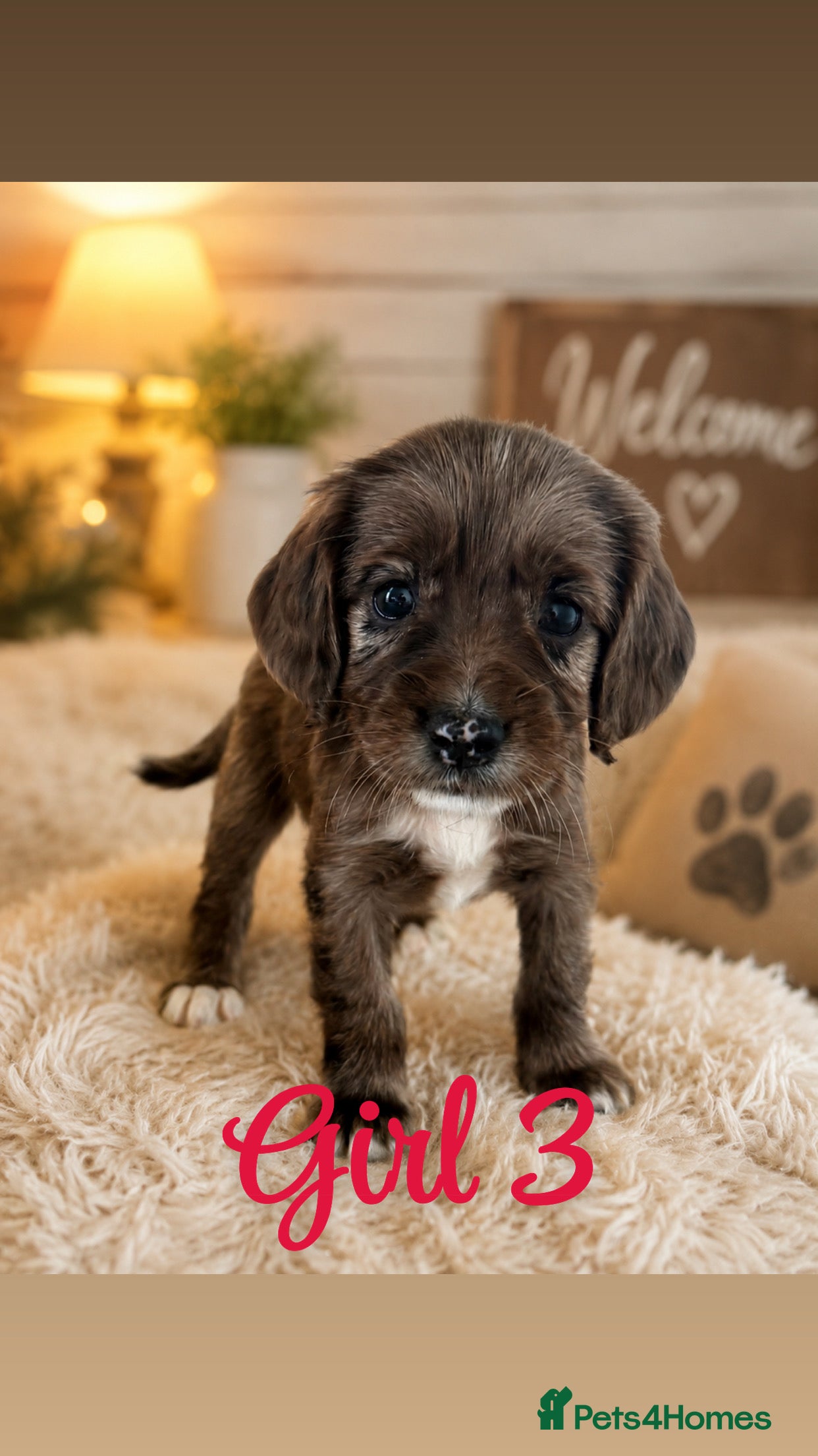Cocker Spaniel dogs Beautiful Cocker Spaniel Puppies 🐶 - Advert 2