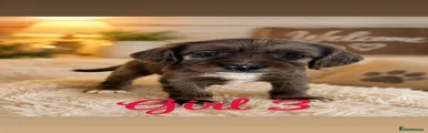 Cocker Spaniel 7