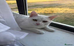 American Shorthair cats for sale: Beautiful 1-Year-Old Full White Male Cat  - Image 10