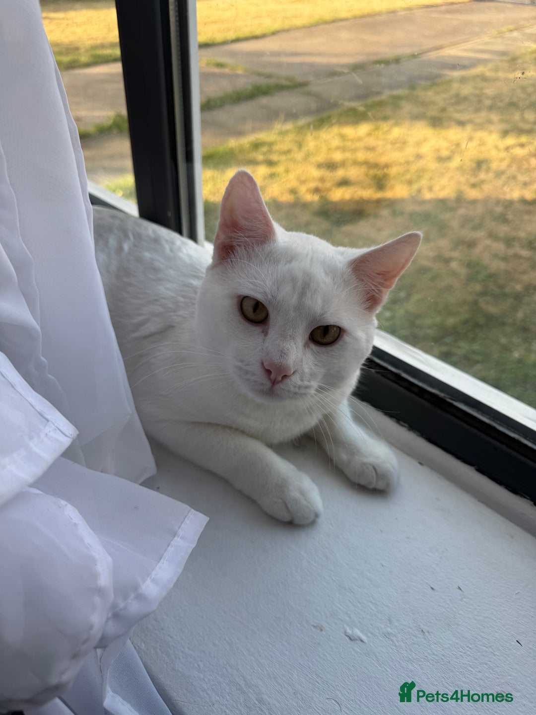 American Shorthair cats for sale: Beautiful 1-Year-Old Full White Male Cat  - Image 10