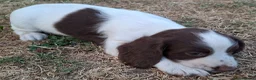 English Springer Spaniel dogs for sale: Working springer spaniel pups - Advert 3