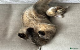 British Shorthair cats for sale: BSH Golden kittens  - Image 31
