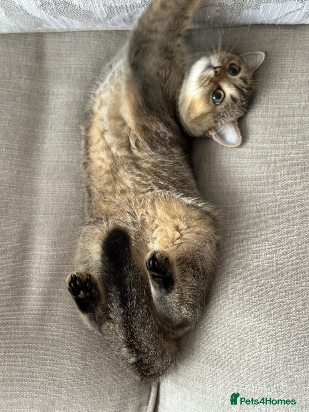 British Shorthair cats for sale: BSH Golden kittens  - Image 31