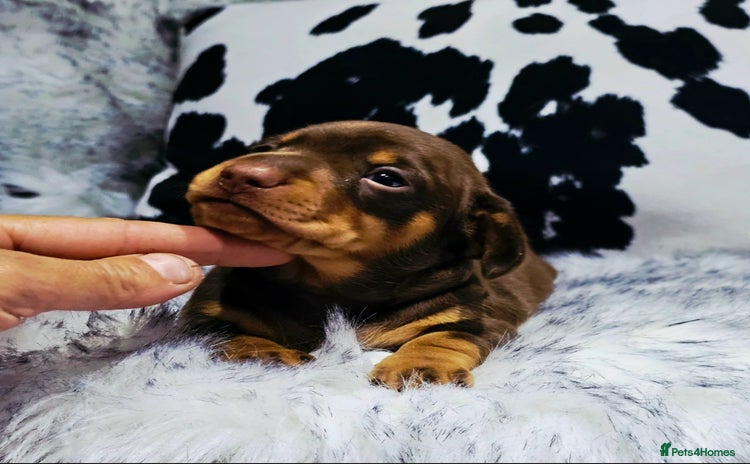 Miniature Dachshund dogs - Advert 4