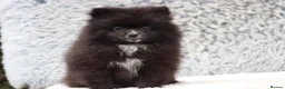 Pomeranian dogs for sale: Sold sold BABY BOY POMERANIAN. - Advert 6