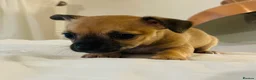 Chihuahua dogs for sale: Beautiful chihuahuas  in Purfleet - Advert 10