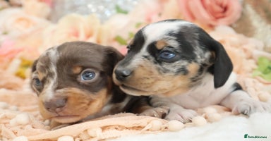 Miniature Dachshund dogs - Advert 3