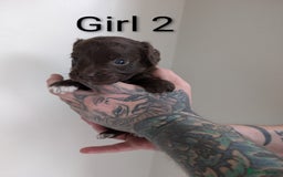 Cockapoo dogs for sale: Toy cocker poo f2 pups - Image 12