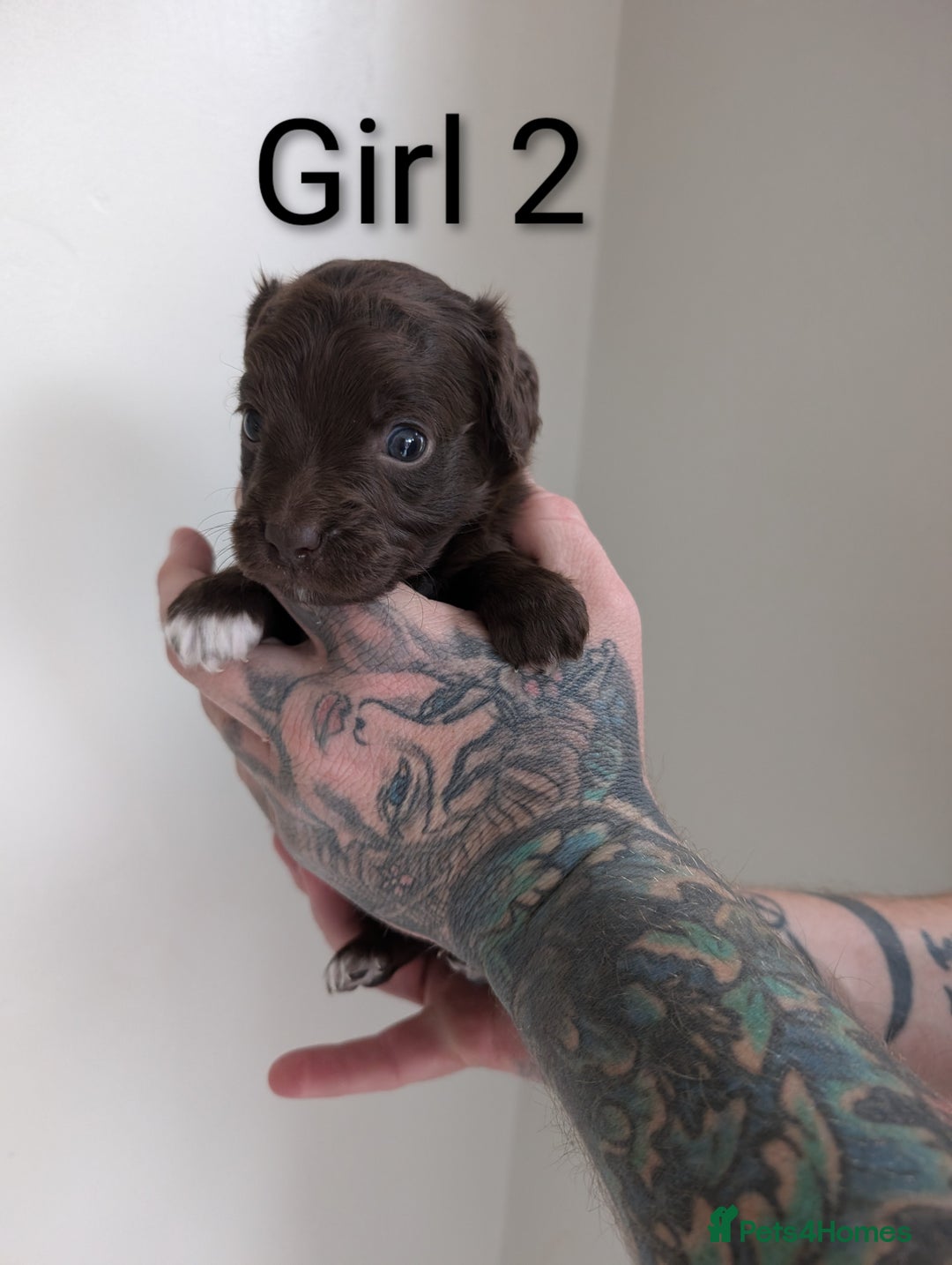 Cockapoo dogs for sale: Toy cocker poo f2 pups - Image 12