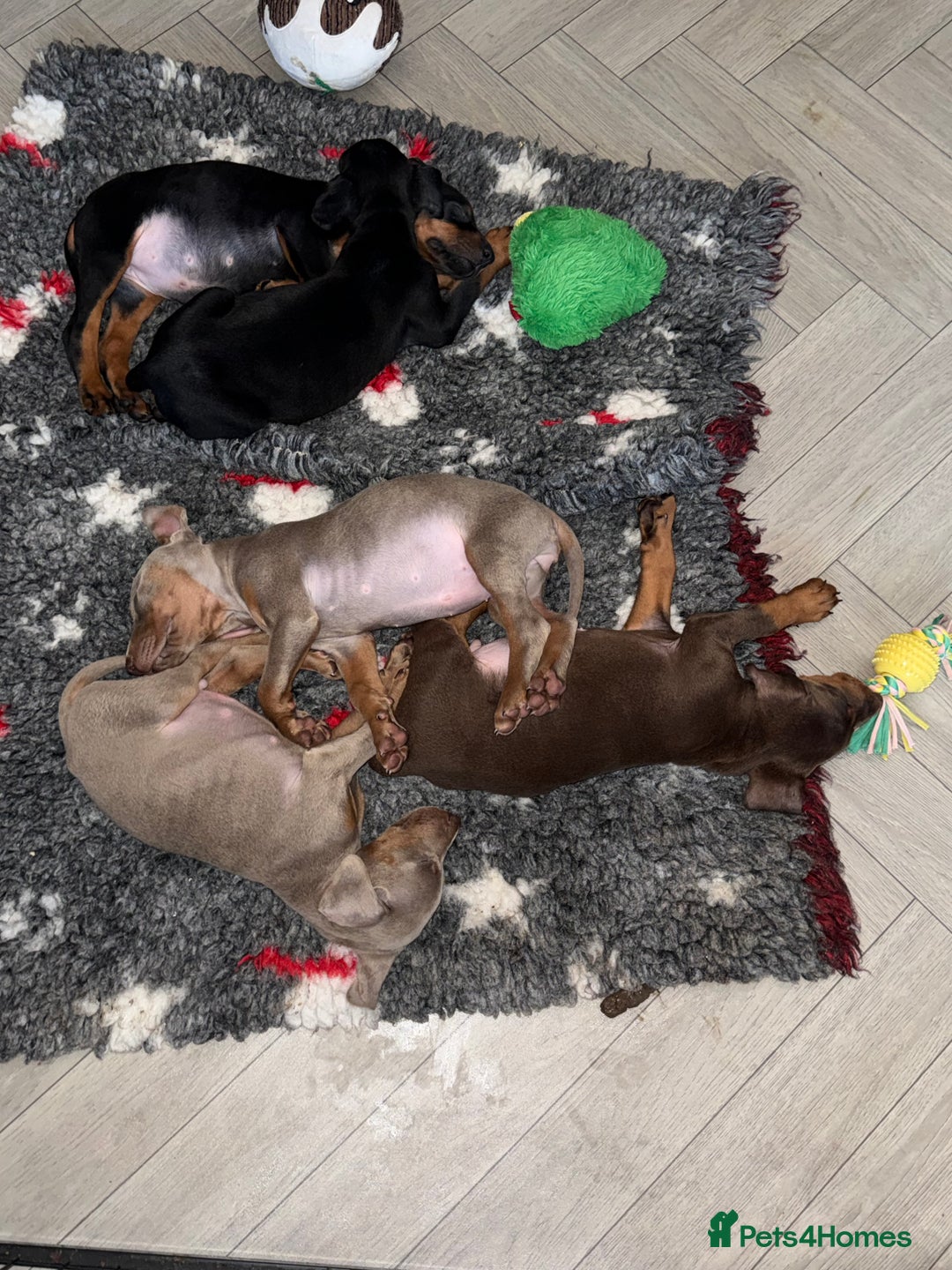 Dobermann dogs for sale: Ready to go Friday night  - Advert 9