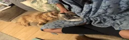 Siberian cats for sale: Seal-Point Siberian Male - Advert 7