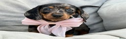 Miniature Dachshund dogs for stud: 🌟KC Registered Silver Dapple Miniature Dachshund - Advert 7