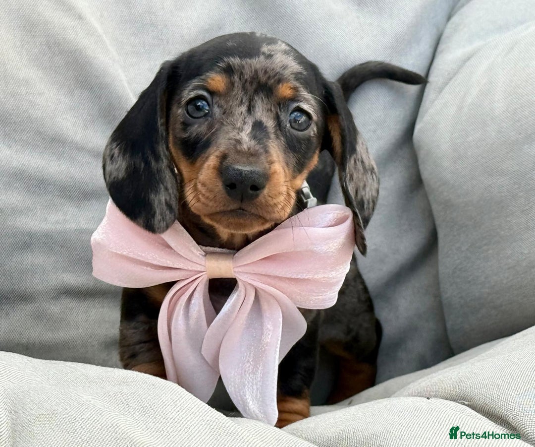 Miniature Dachshund dogs for stud: 🌟KC Registered Silver Dapple Miniature Dachshund - Advert 7