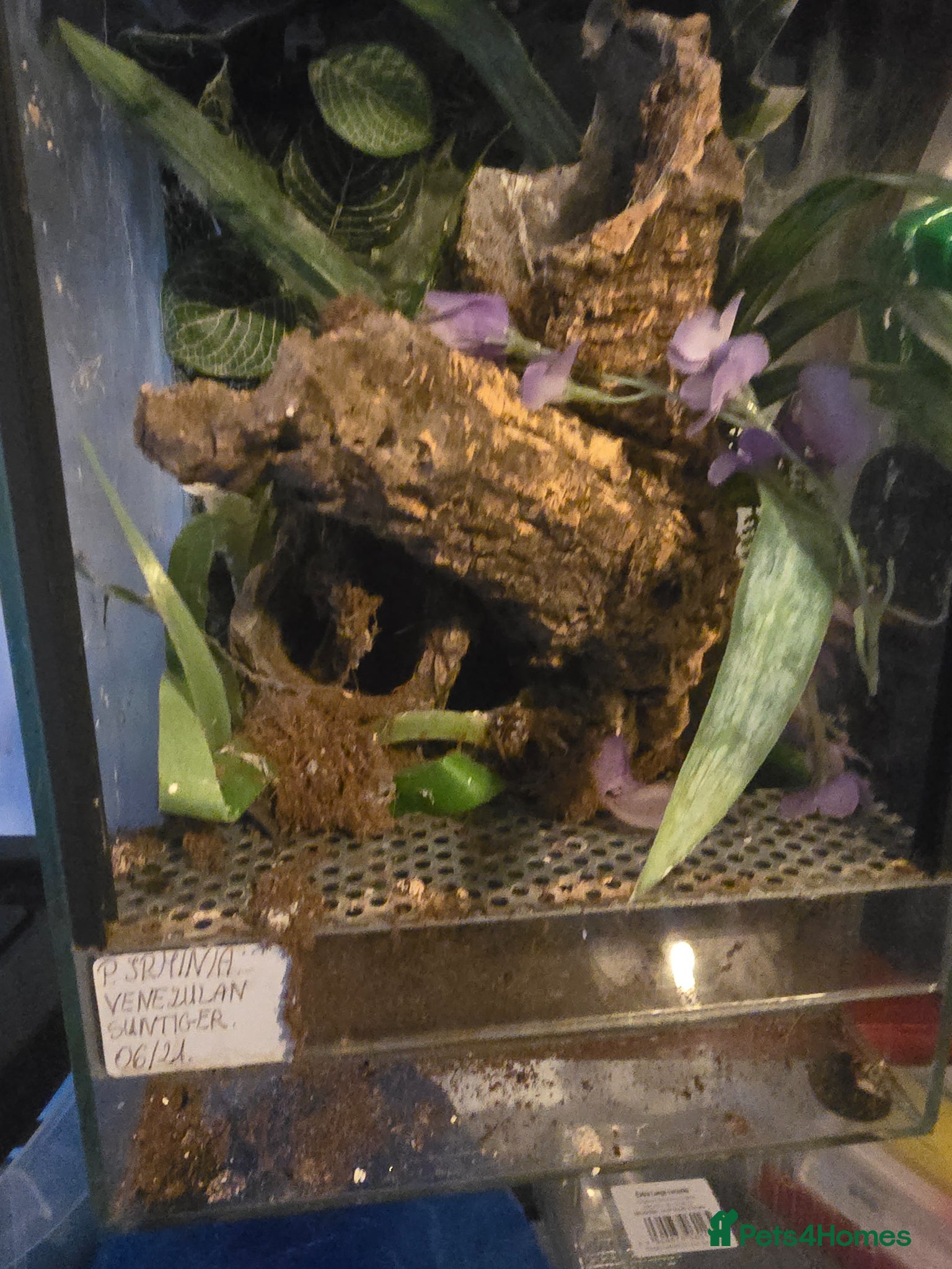 Mixed Breed reptiles for sale: Reptiles, Tarantulas & Enclosures for Sale in Bradford - Advert 24