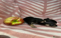 Chihuahua dogs for sale: 2 chihuahua girl puppies  - Advert 8