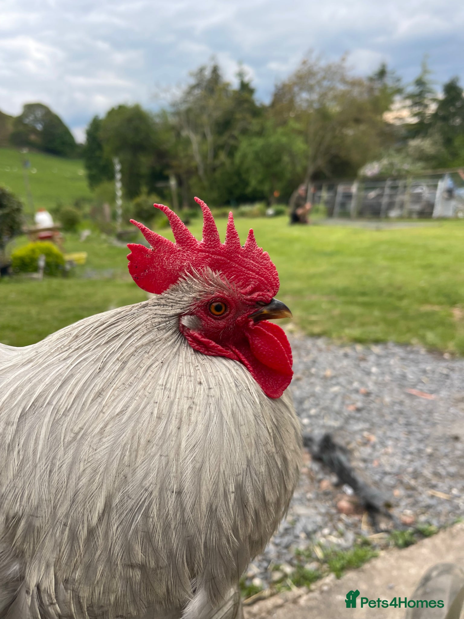 Chickens poultry for sale:  Appenzeller, Pekin, Brakel, Guinea Fowl, Bobwhite in Aberaeron - Advert 5