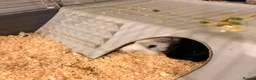 Guinea Pig rodents for sale: white and black guinea pig for sale  - Advert 6