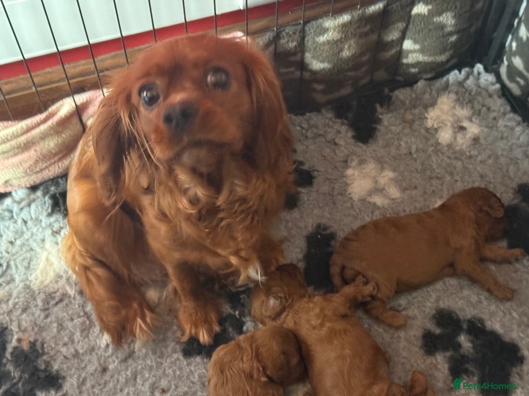 Cavapoo dogs for sale: F1 stunning red Cavapoo Girls  - Image 6