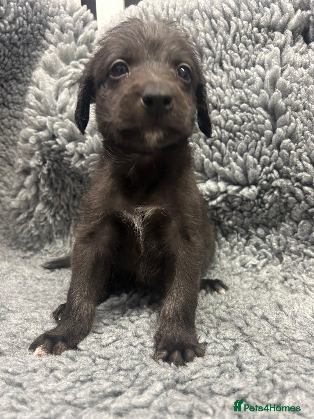 Mixed Breed dogs for sale: GENUINE BEDDY WHIPPETS 2 BOYS LEFT - Advert 25