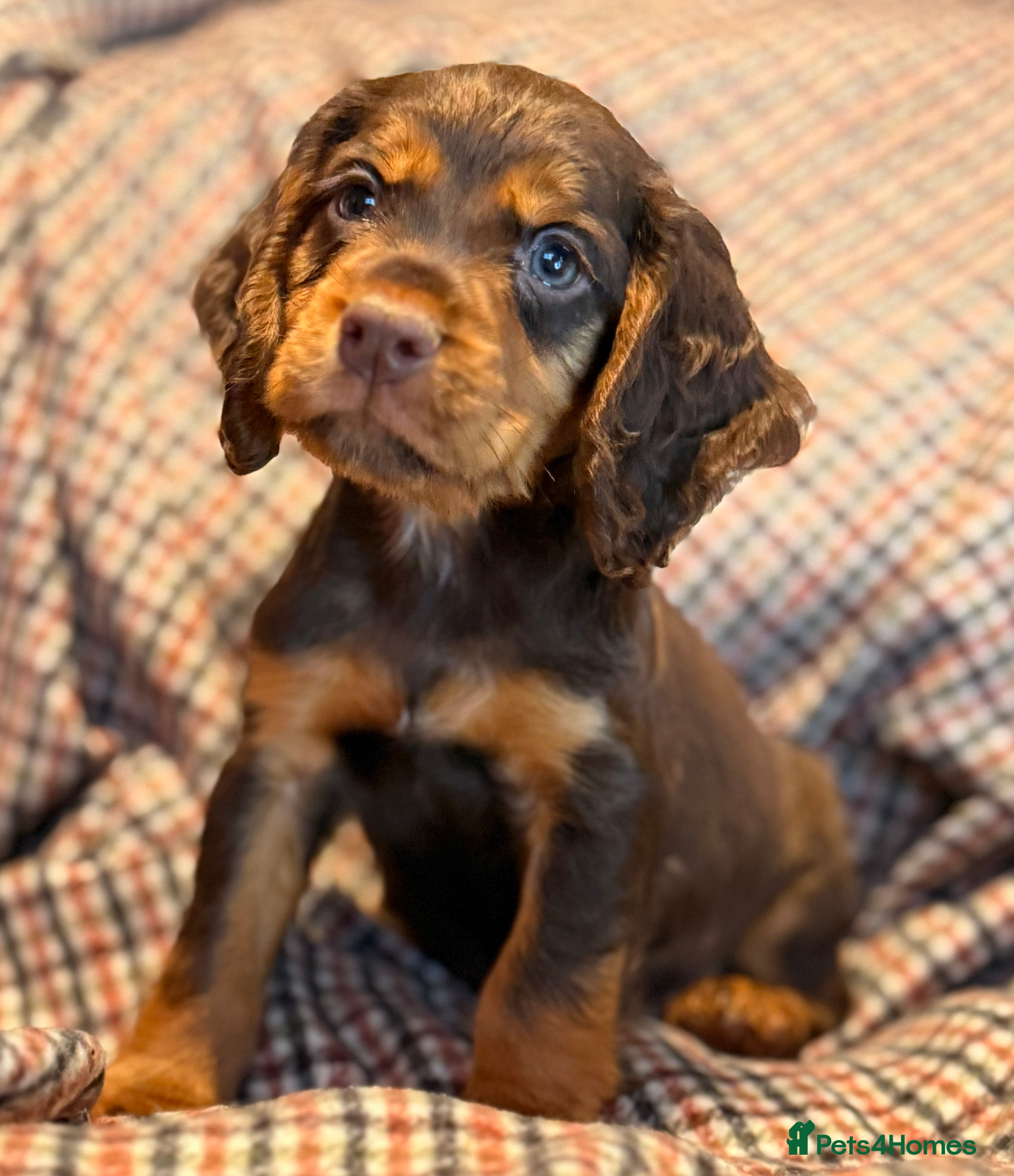 Cocker Spaniel dogs 8 health checked true quality working cocker pups - Advert 3