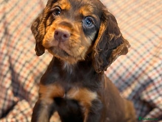 Cocker Spaniel dogs 8 health checked true quality working cocker pups - Advert 18