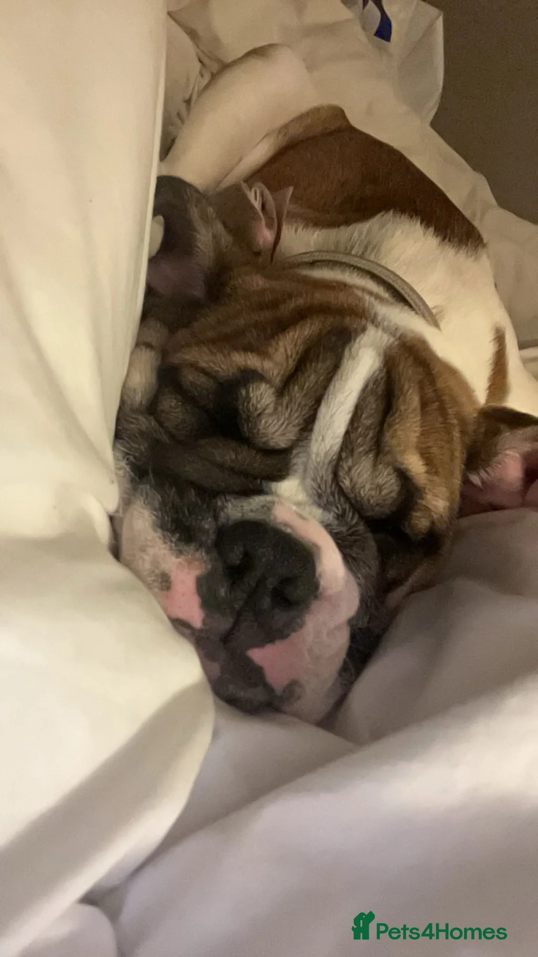 English Bulldog dogs for sale: English bulldog  - Advert 2