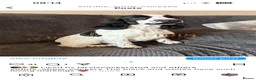 Cocker Spaniel dogs for sale: Last SHOW quality girl  - Advert 15