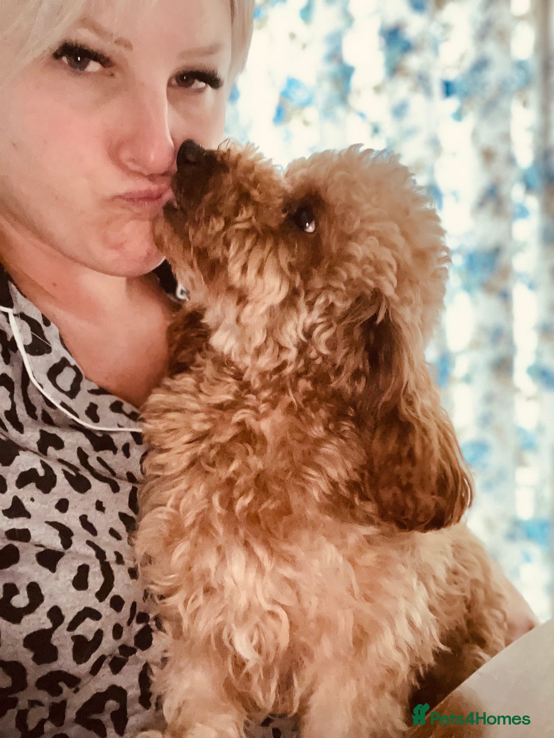 Cavapoo dogs for stud: FULLY Health Tested KC Toy Poodle STUD in Bacup - Advert 6